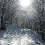 Marzo 2016 - Riflessi luminosi nel bosco appena innevato. Foto di Moreno Oliboni.