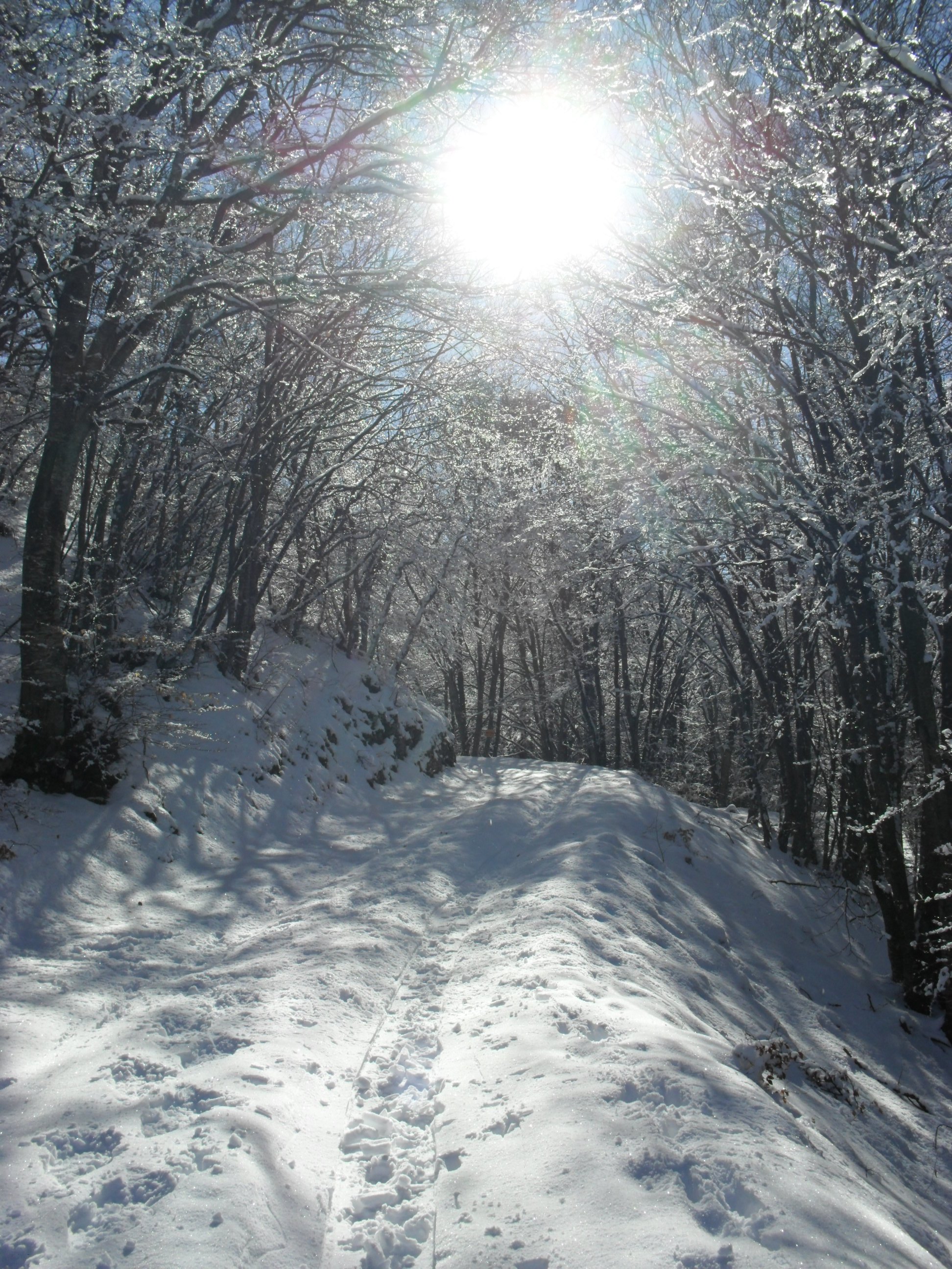 Marzo 2016 - Riflessi luminosi nel bosco appena innevato. Foto di Moreno Oliboni.