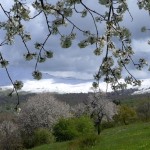 Aprile 2017 - Nella foto del mese di aprile di Vittore Giardini, due stagioni si incontrano. Dopo una prima parte del mese caratterizzata da temperature ben al di sopra della norma, nella seconda metà di aprile la neve è ricomparsa sulle cime del Monte Baldo.